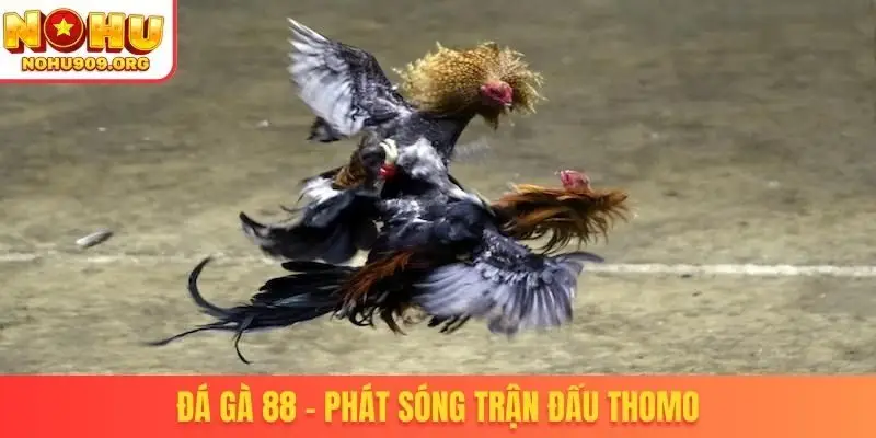 Đá gà 88